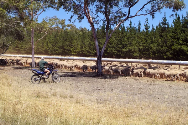 Australia, SA, sheeps, 4887 — Stock Photo, Image