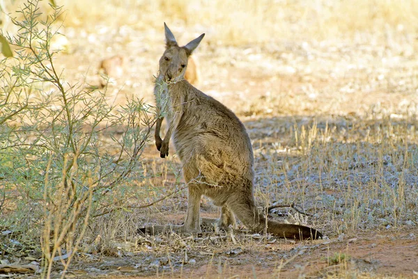 Australia, Zoology, 4923-2 — Stock Photo, Image