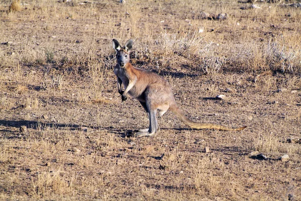 Ausztrália, állattan, 4923-8 — Stock Fotó