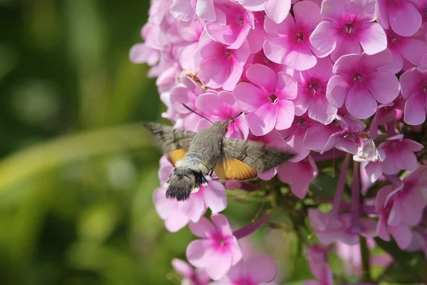 Zoologie, Insekten — Stockfoto