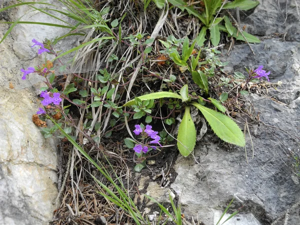 Botanique — Photo