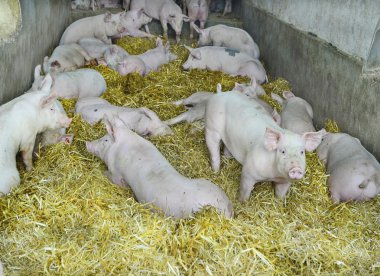 Avusturya, tarım hayvan