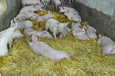 Avusturya, tarım hayvan