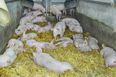 Avusturya, tarım hayvan