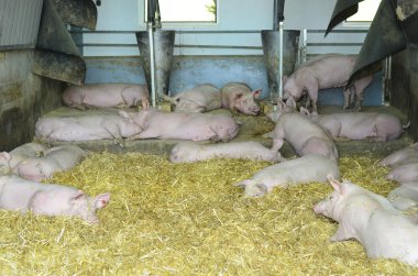 Avusturya, tarım hayvan