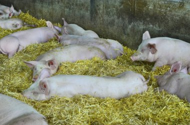 Avusturya, tarım hayvan