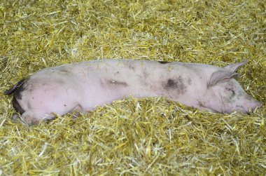 Avusturya, tarım hayvan