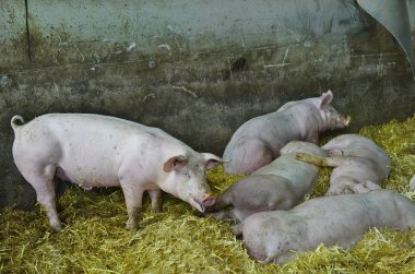 Avusturya, tarım hayvan