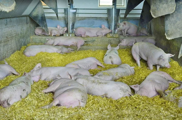 Austria, hodowla zwierząt — Zdjęcie stockowe
