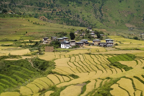 Butan, punakha