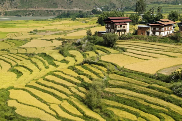 Bhútán, punakha — Stock fotografie