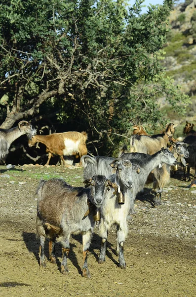 Griekenland, Kreta — Stockfoto