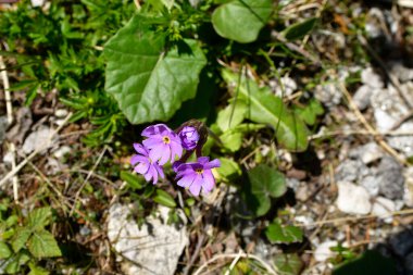 Mayrhofen, Avusturya - Kuzey Tyrol 'daki Avusturya Alplerindeki Zillertal Vadisi' nde Alp çiçeği çuha çiçeği