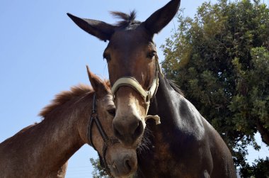 Yunanistan - otlakta iki at