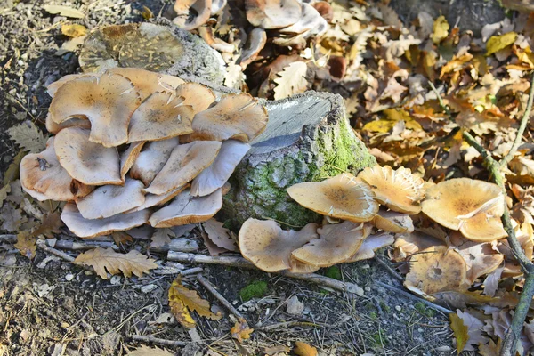 Botanik, Speisepilz — Stockfoto