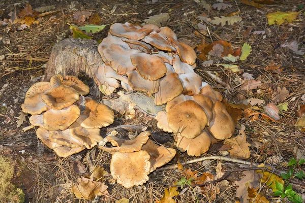 Plantkunde, eetbare paddestoel — Stockfoto