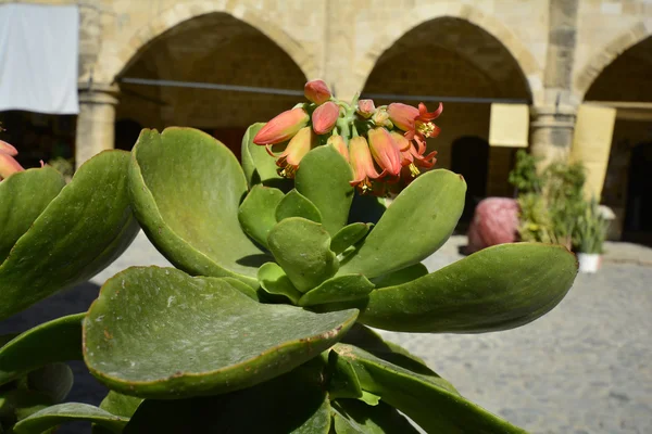 Cyprus, flower pot — Stock Photo, Image