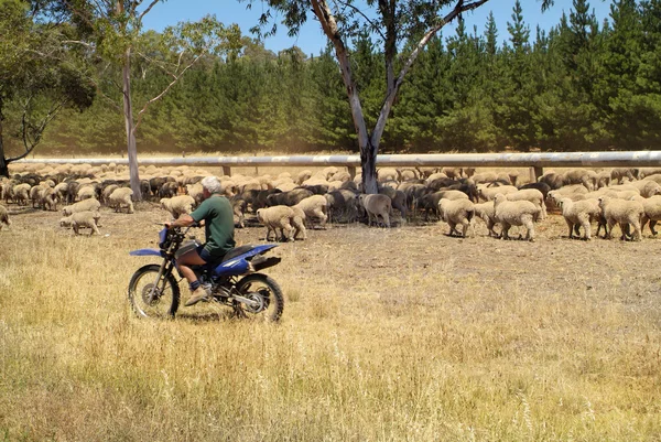 Australia, ovejas y pastores — Foto de Stock