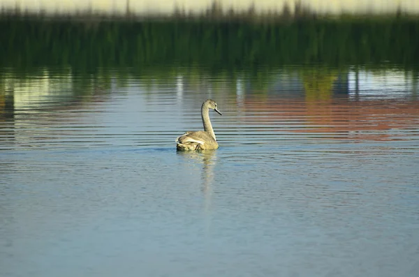 Zoology, young swan on lake — Stock Photo, Image