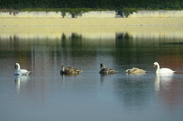 Austria, cisnes en el lago —  Fotos de Stock