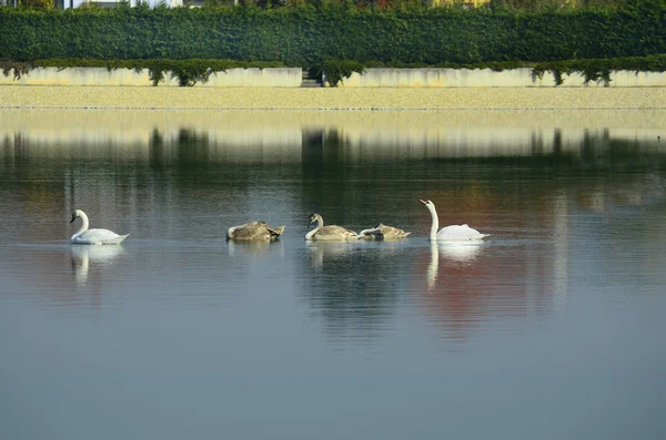 Áustria, cisnes no lago — Fotografia de Stock