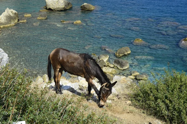 Greece_donkey w Skíathos — Zdjęcie stockowe