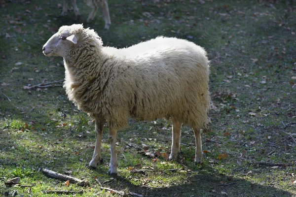 Zoologi, djur, får, — Stockfoto