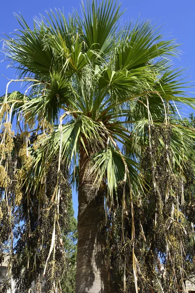 Cyprus, Palm boom — Stockfoto