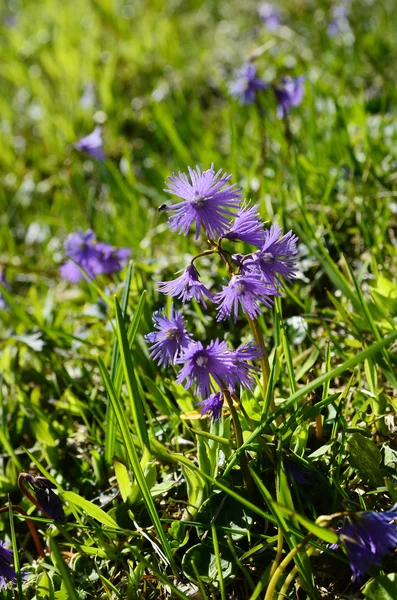 Botánica, flores alpinas — Foto de Stock