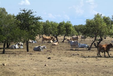 Avustralya, Northern Territory sığır istasyonu