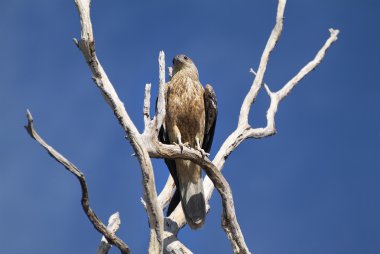 Avustralya, zooloji, kuşlar