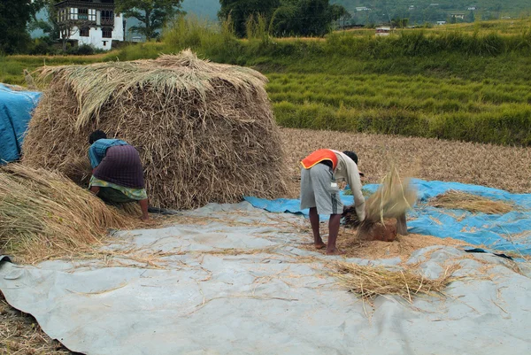 Бутан, Вангді Phodrang, урожай — стокове фото