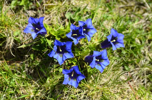 Botânica, plantas alpinas — Fotografia de Stock