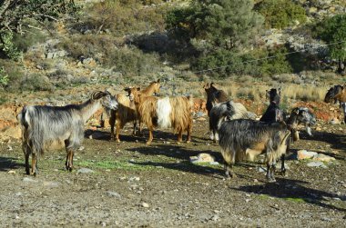 Yunanistan, Girit, hayvanlar