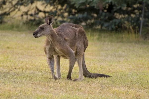 Australia, Zoologi, Kangguru — Stok Foto