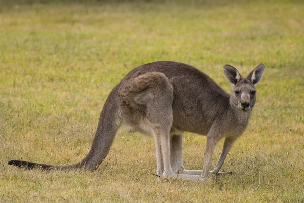 Australia, Zoologi, Kangguru — Stok Foto