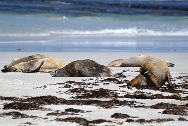 Austrália - Ilha do Canguru — Fotografia de Stock