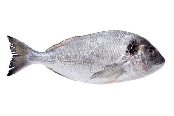 Frischer Dorado-Fisch isoliert auf weißem Hintergrund — Stockfoto