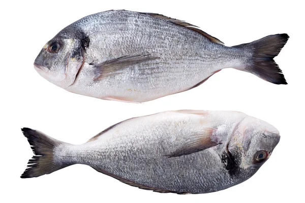 Két friss dorádó hal izolált fehér alapon — Stock Fotó