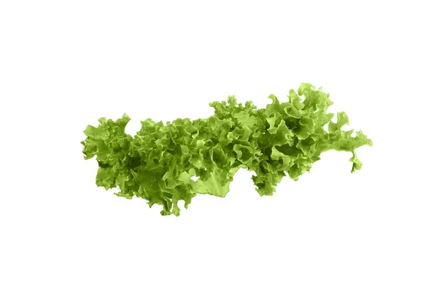 Frische Grüne Blattsalat Auf Weißem Hintergrund — Stockfoto