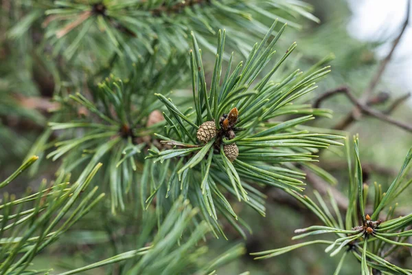 A background made from fresh white pine needles. — Stock Photo, Image