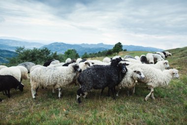 Koyunları Karpatlar dağlarında 
