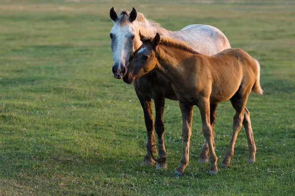 stock image wild mare with foal at sunset in the Carpathian Mountains. the wild nature