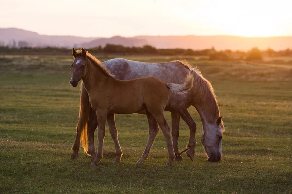Karpat Dağları'nda gün batımında tayı ile vahşi kısrak. vahşi doğa