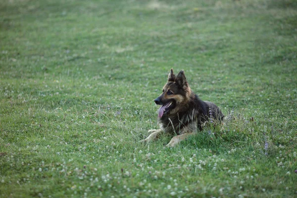 Alman çoban köpek ayakta yeşil çimenlerin üzerinde — Stok fotoğraf