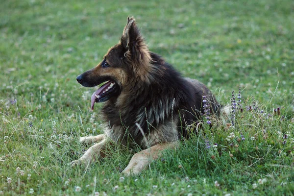 Schäferhund steht auf grünem Gras — Stockfoto