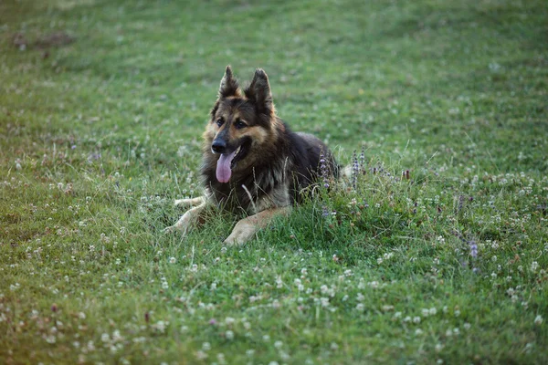 Alman çoban köpeği yeşil çimlerin üzerinde yatıyor. — Stok fotoğraf