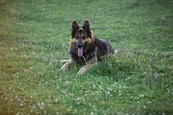 Alman çoban köpeği yeşil çimlerin üzerinde yatıyor. — Stok fotoğraf