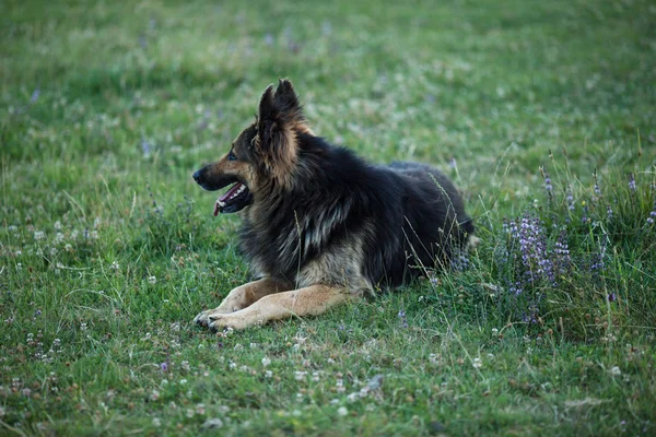 Alman çoban köpek ayakta yeşil çimenlerin üzerinde — Stok fotoğraf