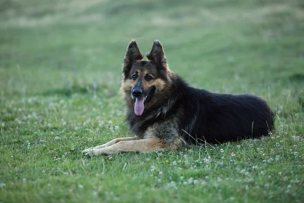 德国牧羊犬躺在绿草上 — 图库照片